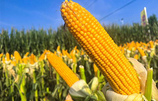 1764917232426885.jpg 550-500-产品图2.jpg