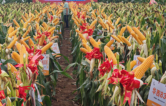 1764917241752171.jpg 550-500-产品图3.jpg