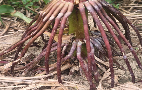 1764917252946095.jpg 550-500-产品图4.jpg